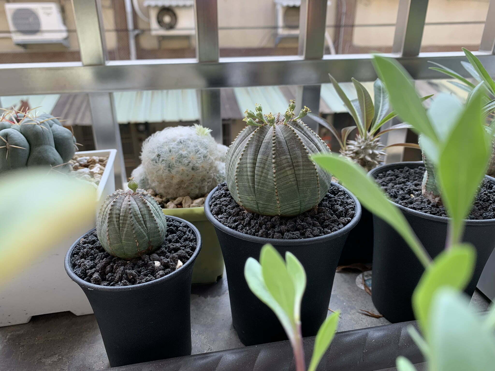 晃玉