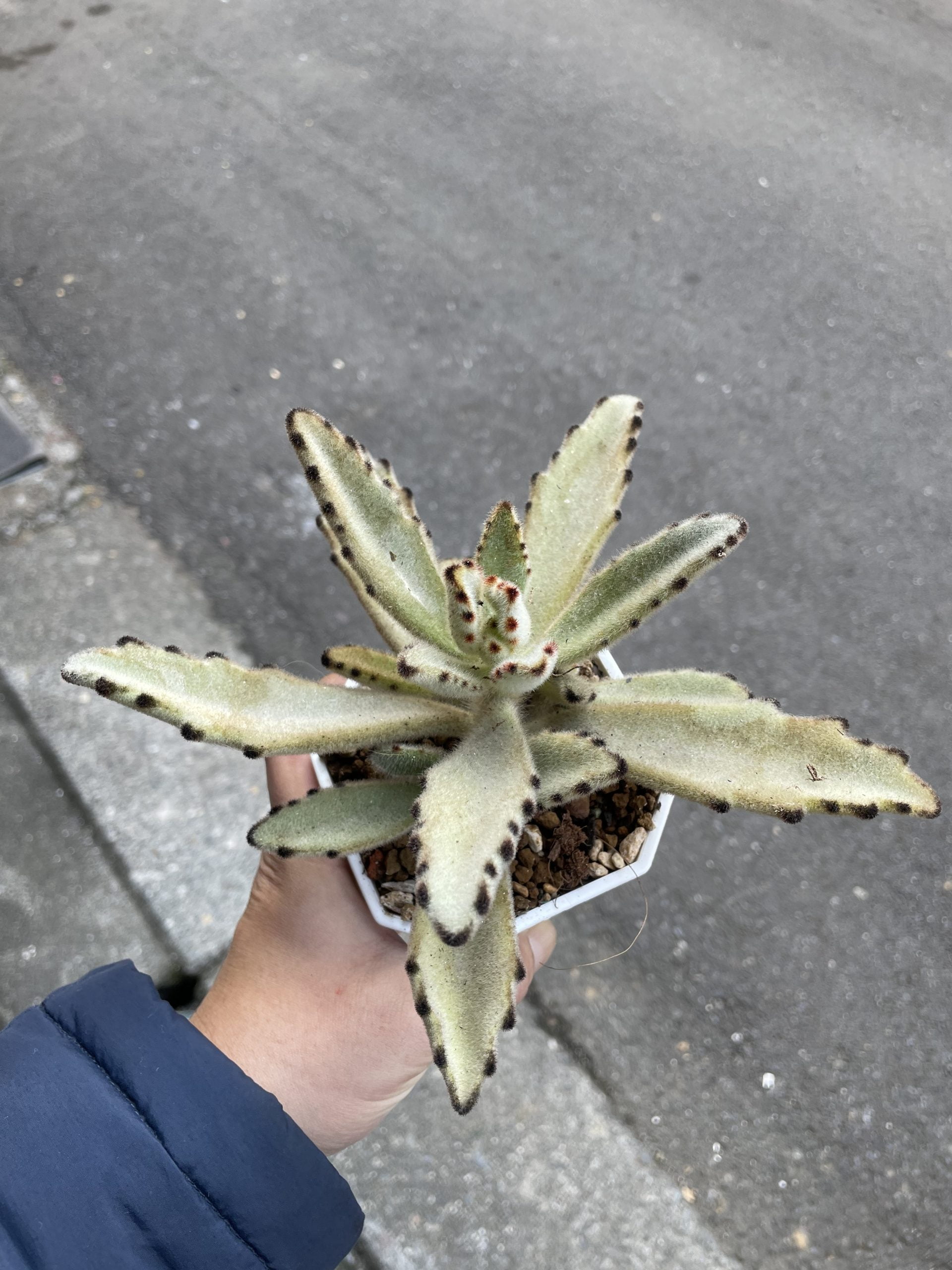 美國鋸齒兔
