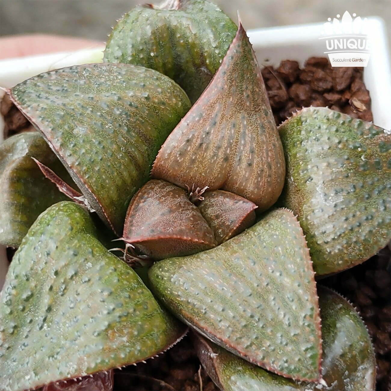 抹茶壽