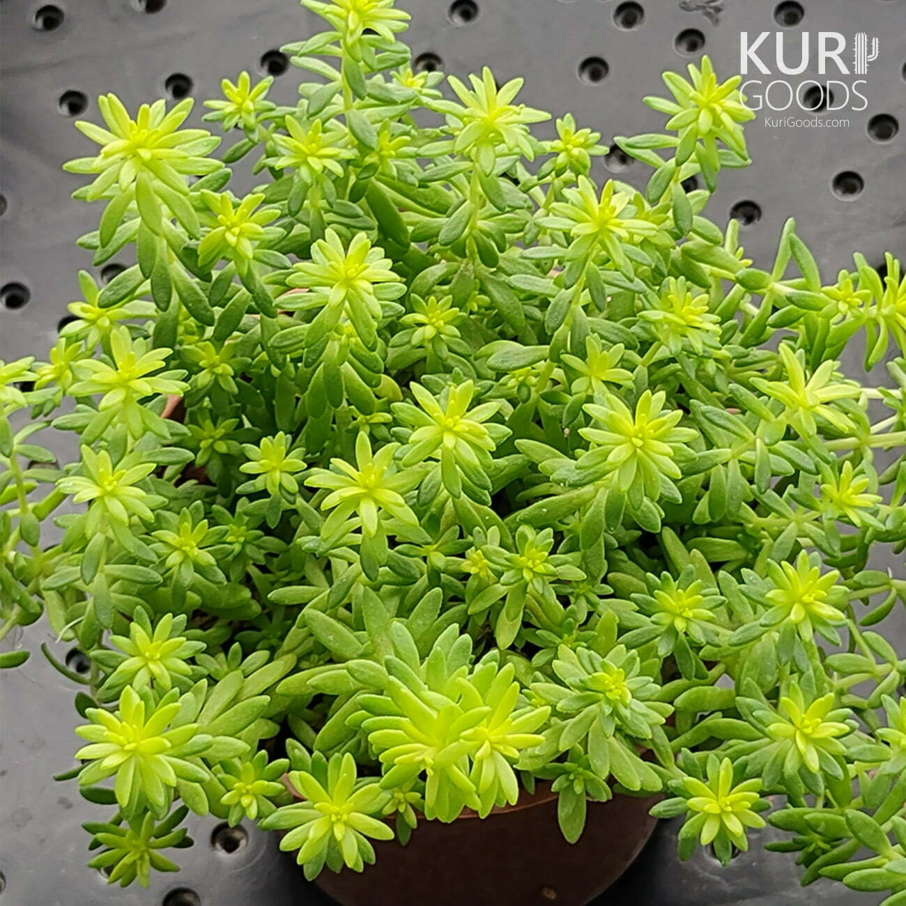 黃金萬年草