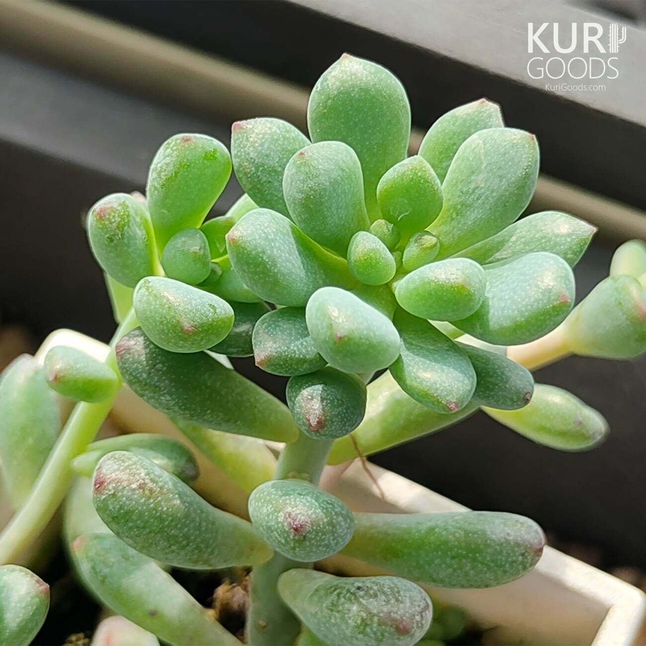 綠豆