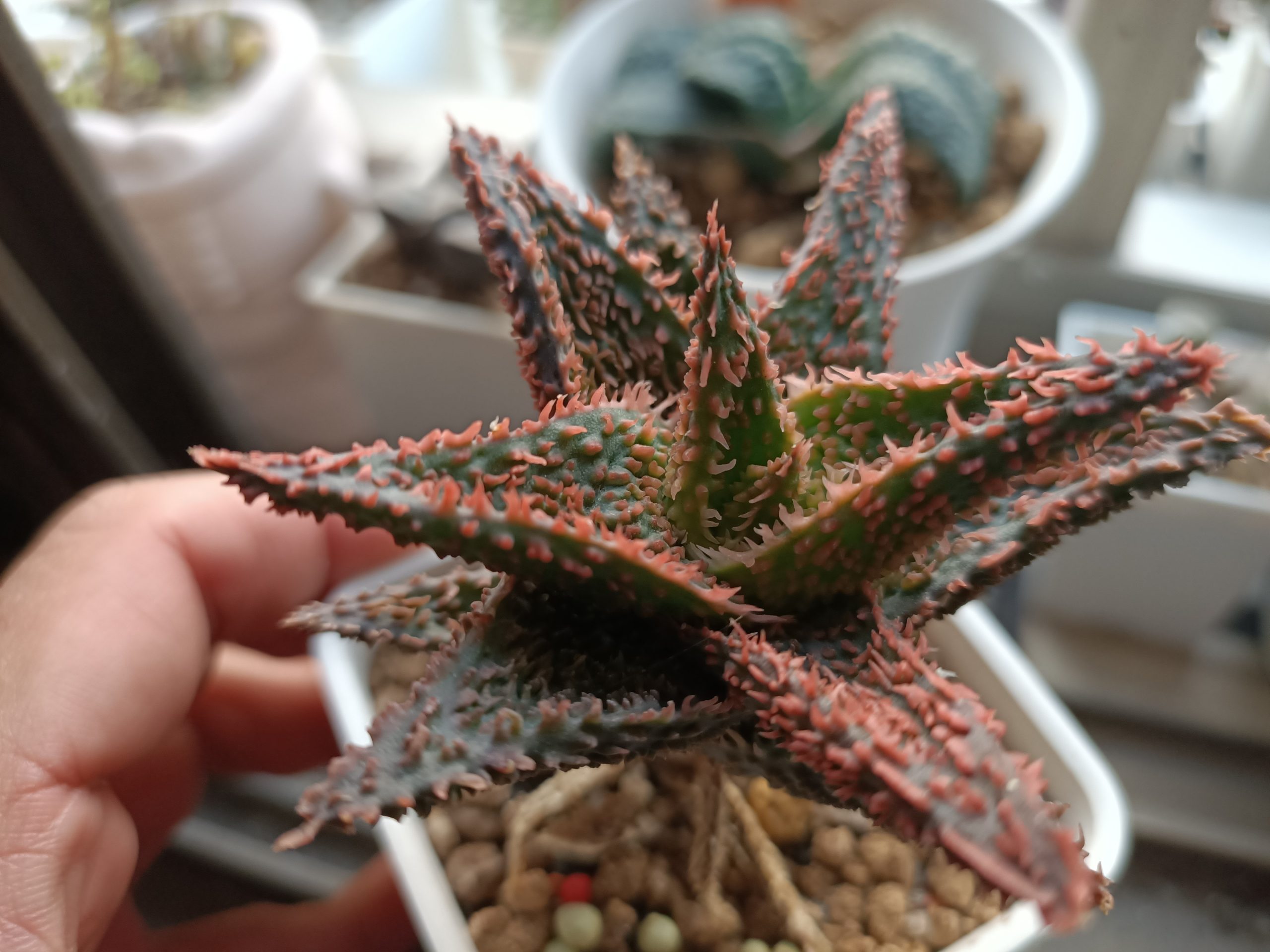 沙風暴