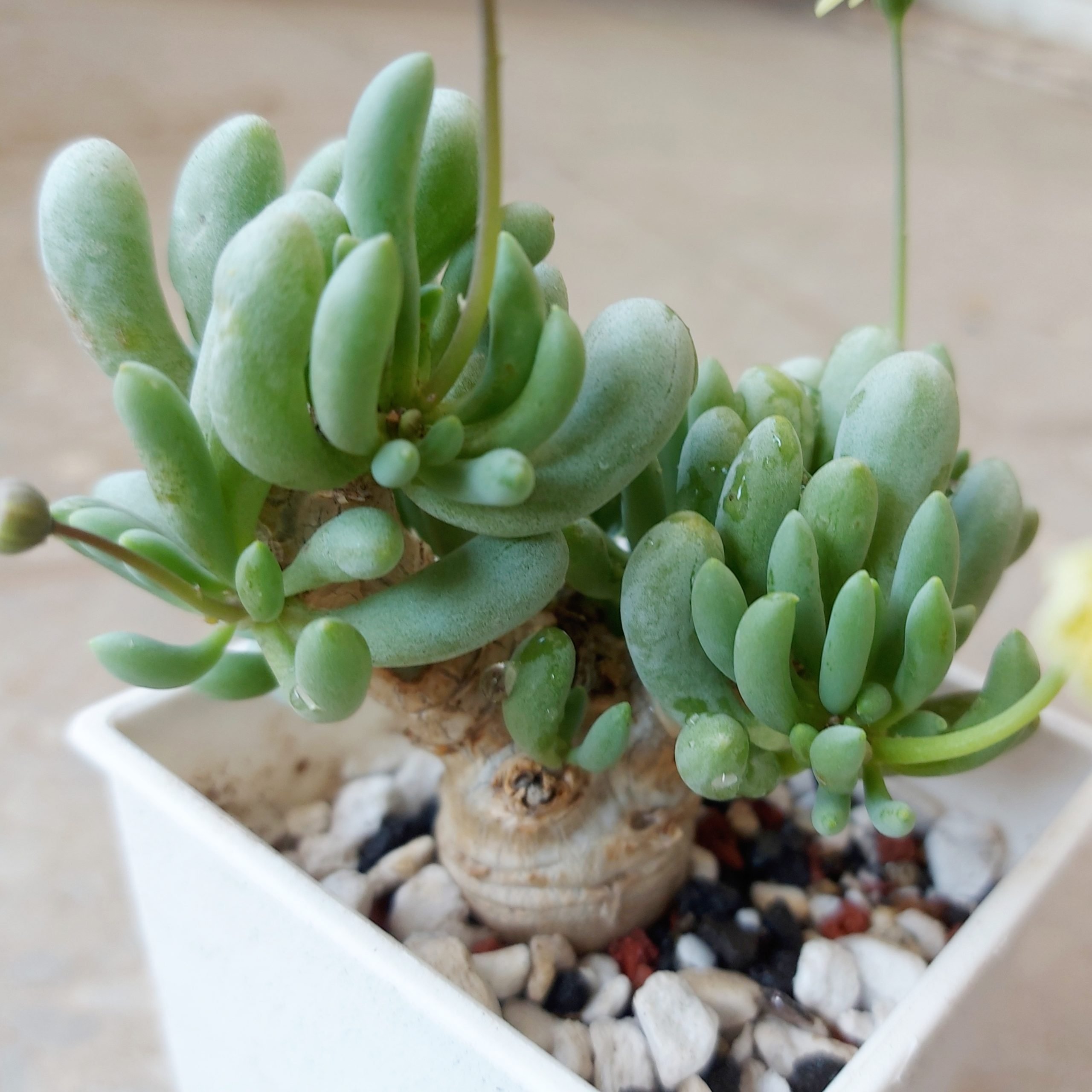 卡拉菲厚敦菊