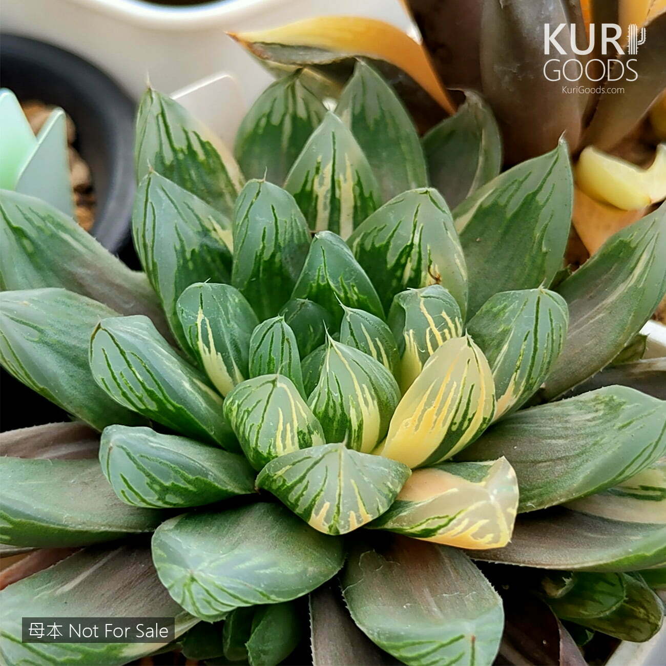 AS042-花火玉露-母本-1-46e7bb2b