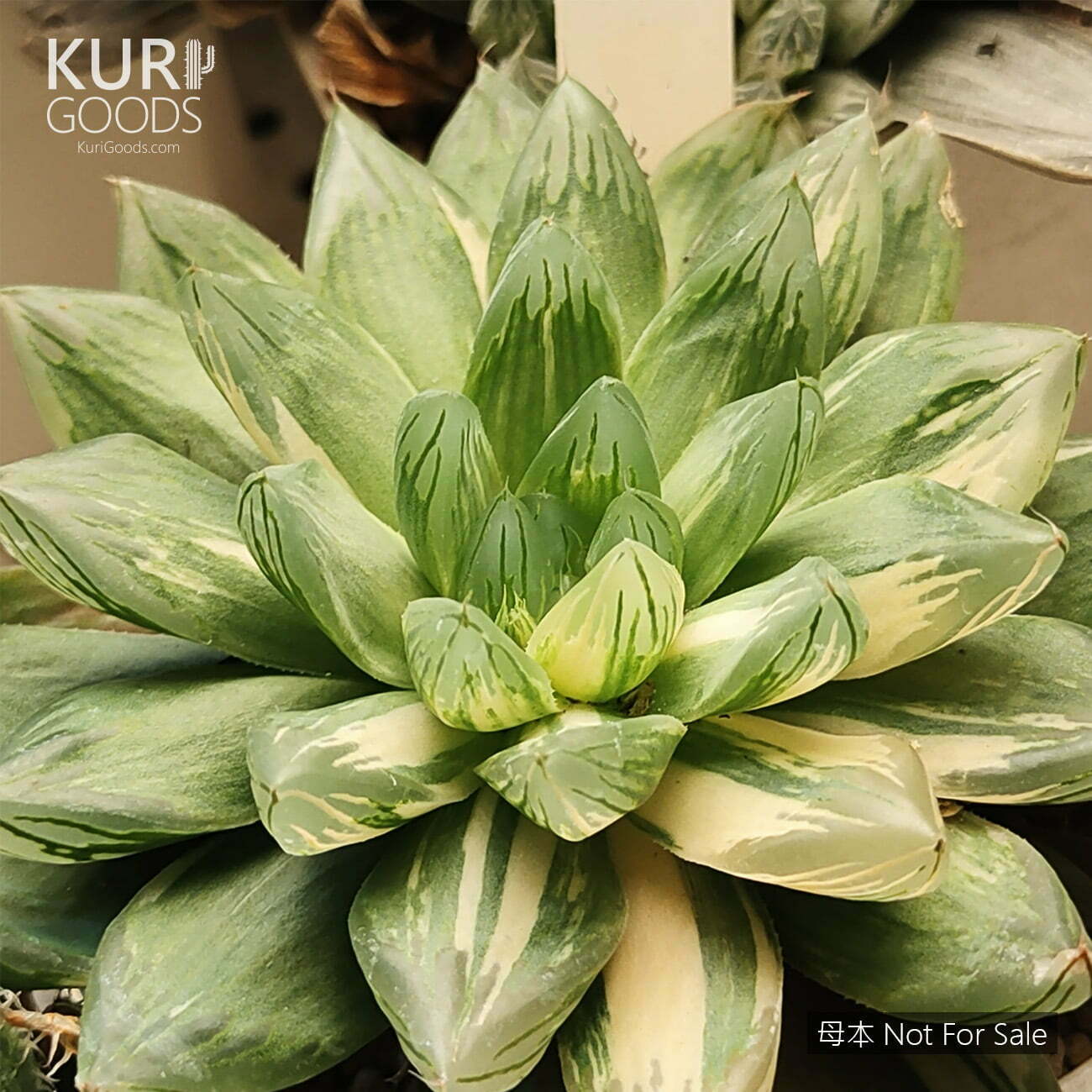 AS042-花火玉露-母本-2-56c92144