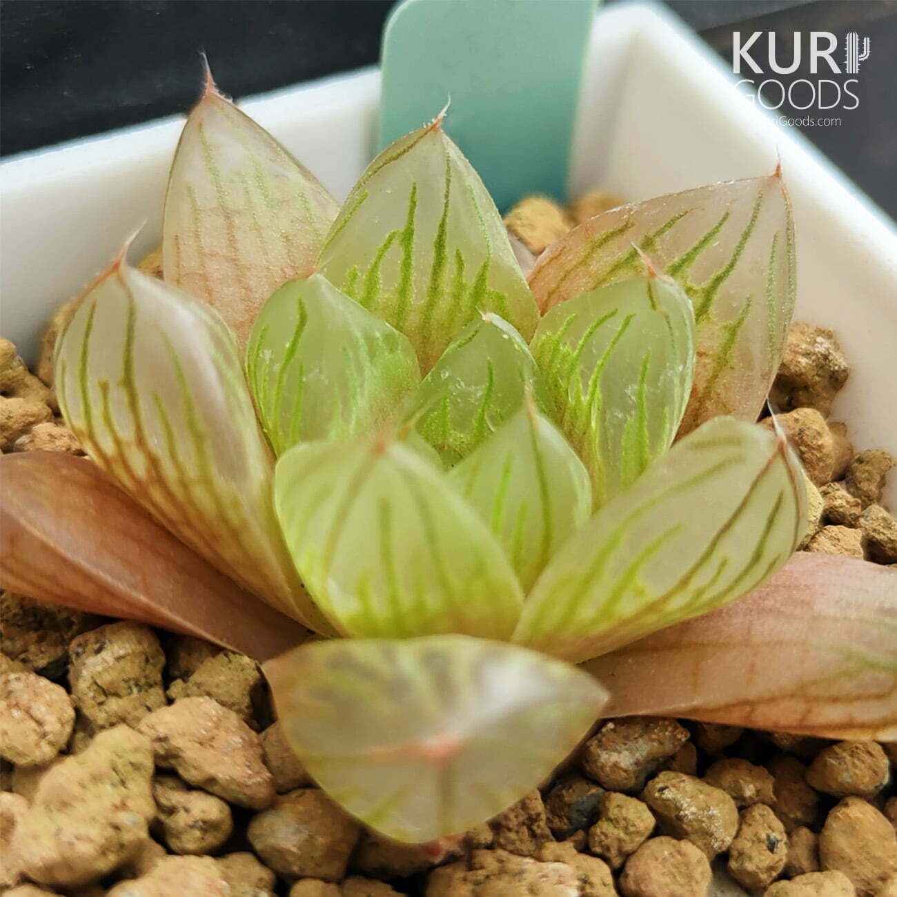 AS042-花火玉露-02-69c62054