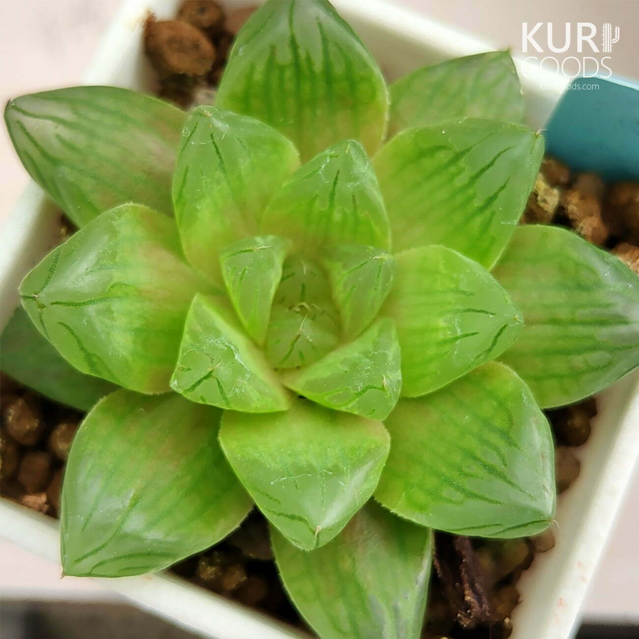 AS042-花火玉露-03-0546915d