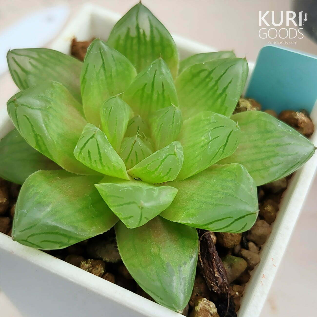 AS042-花火玉露-04-831dd860