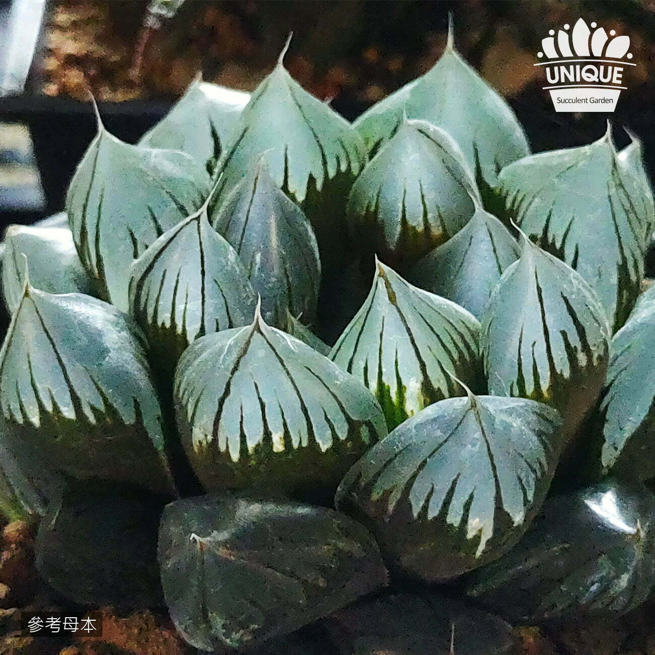 AS050-大窗水晶玉露-母本-5949ff78