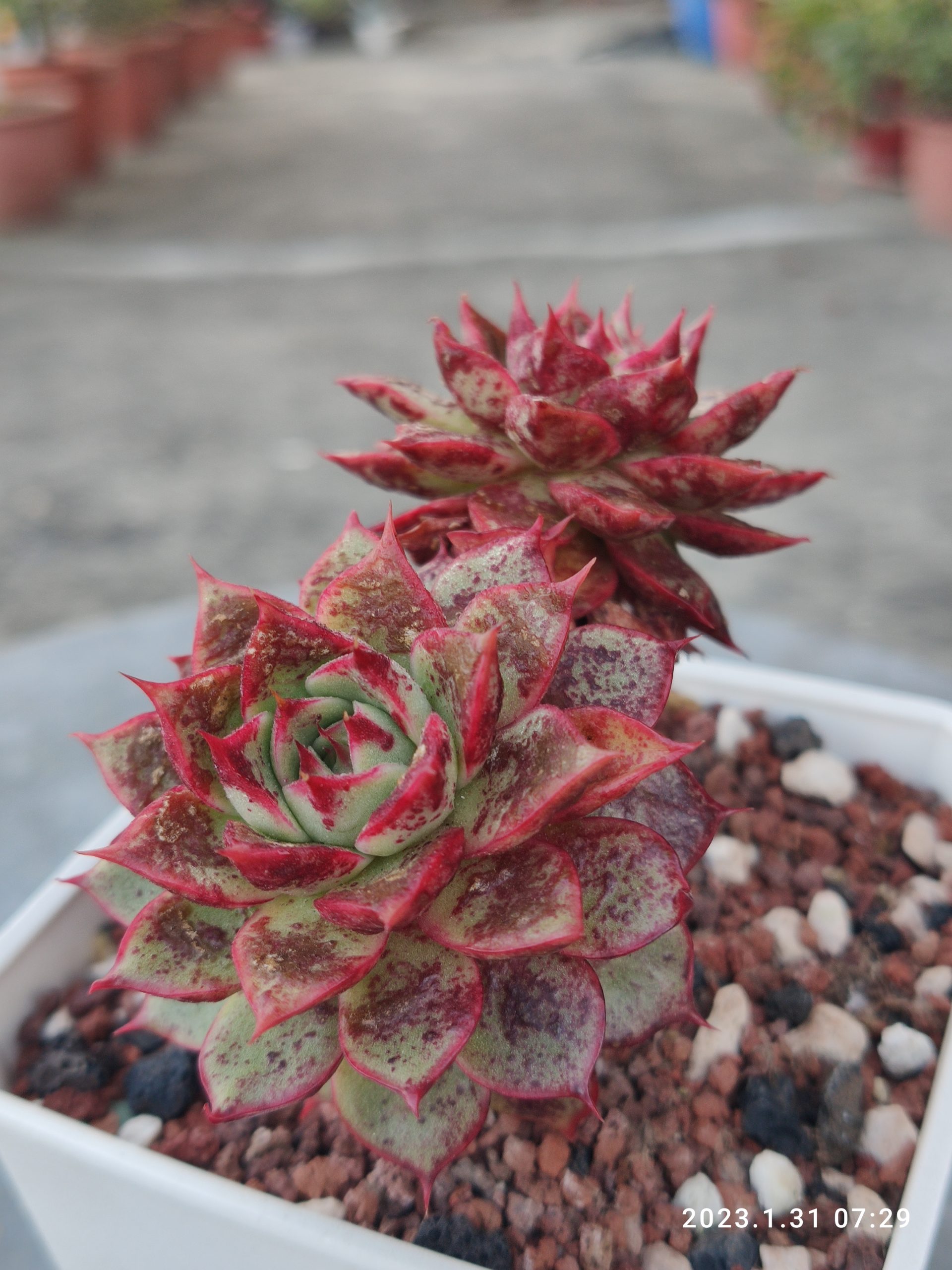 玉蝶洛西馬