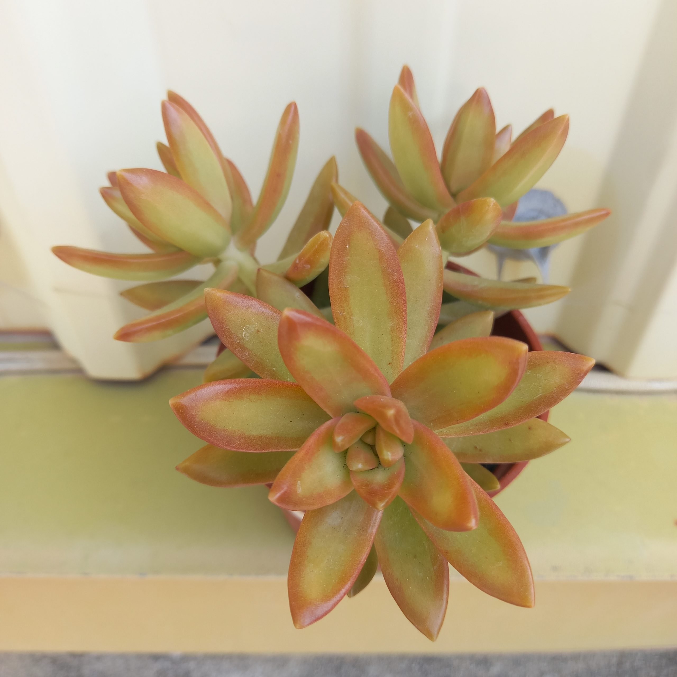 銘月