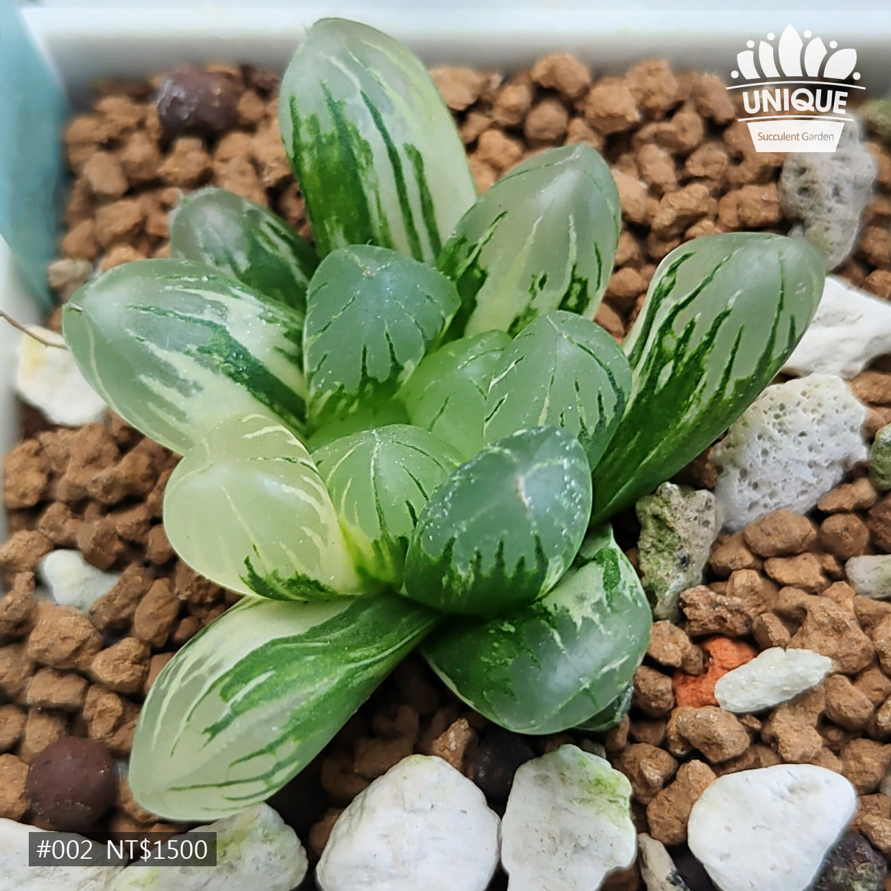 AS059-特丸葉綠姬玉露錦-02-0e48749d