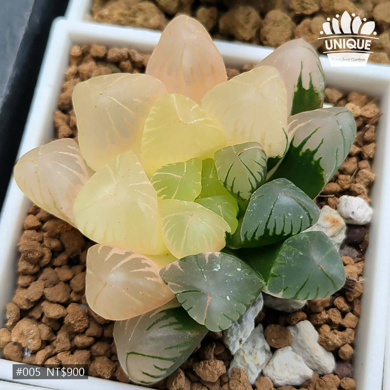 AS059-特丸葉綠姬玉露錦-05-20d8e690