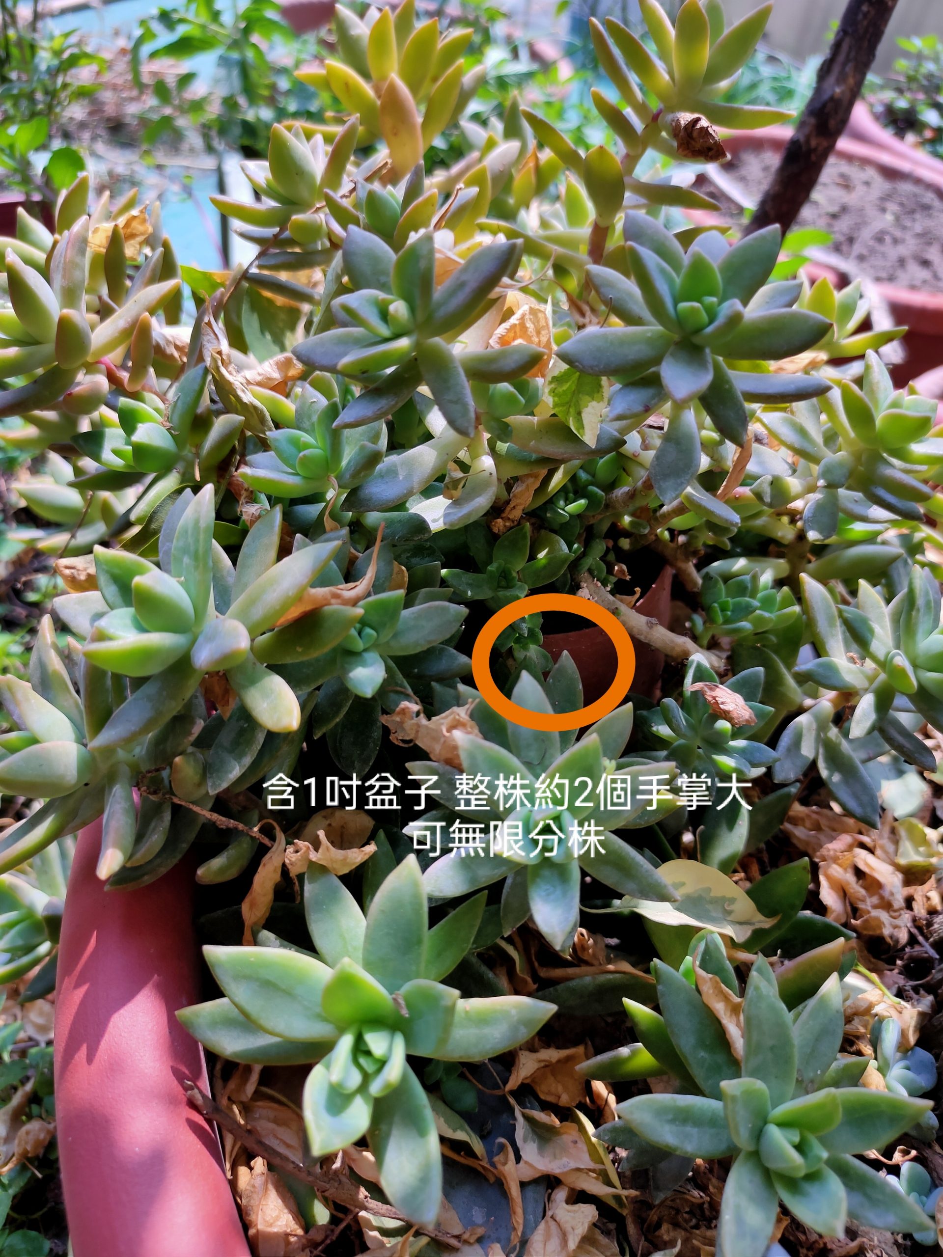 石蓮花
