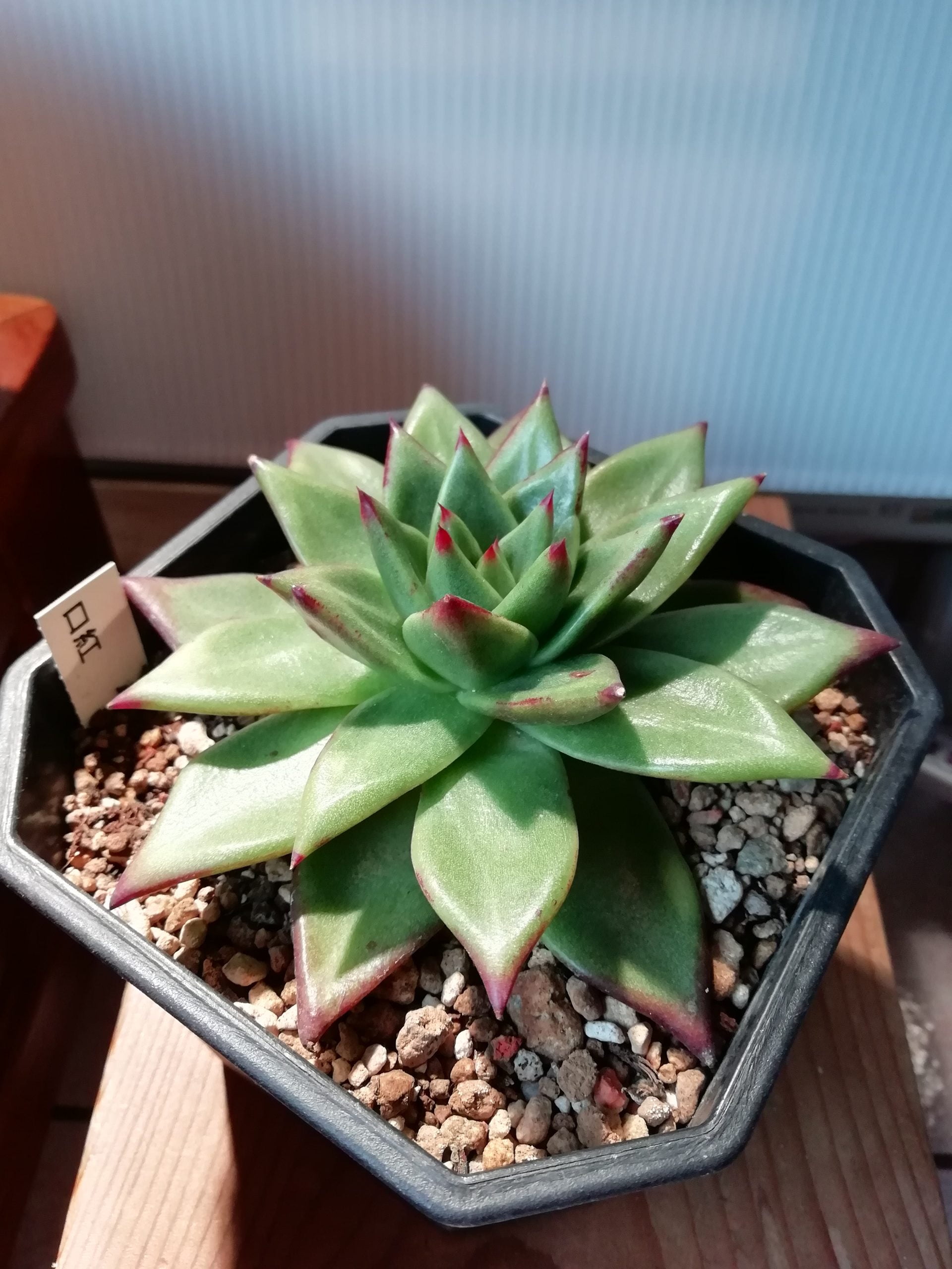 魅惑之宵（口紅）