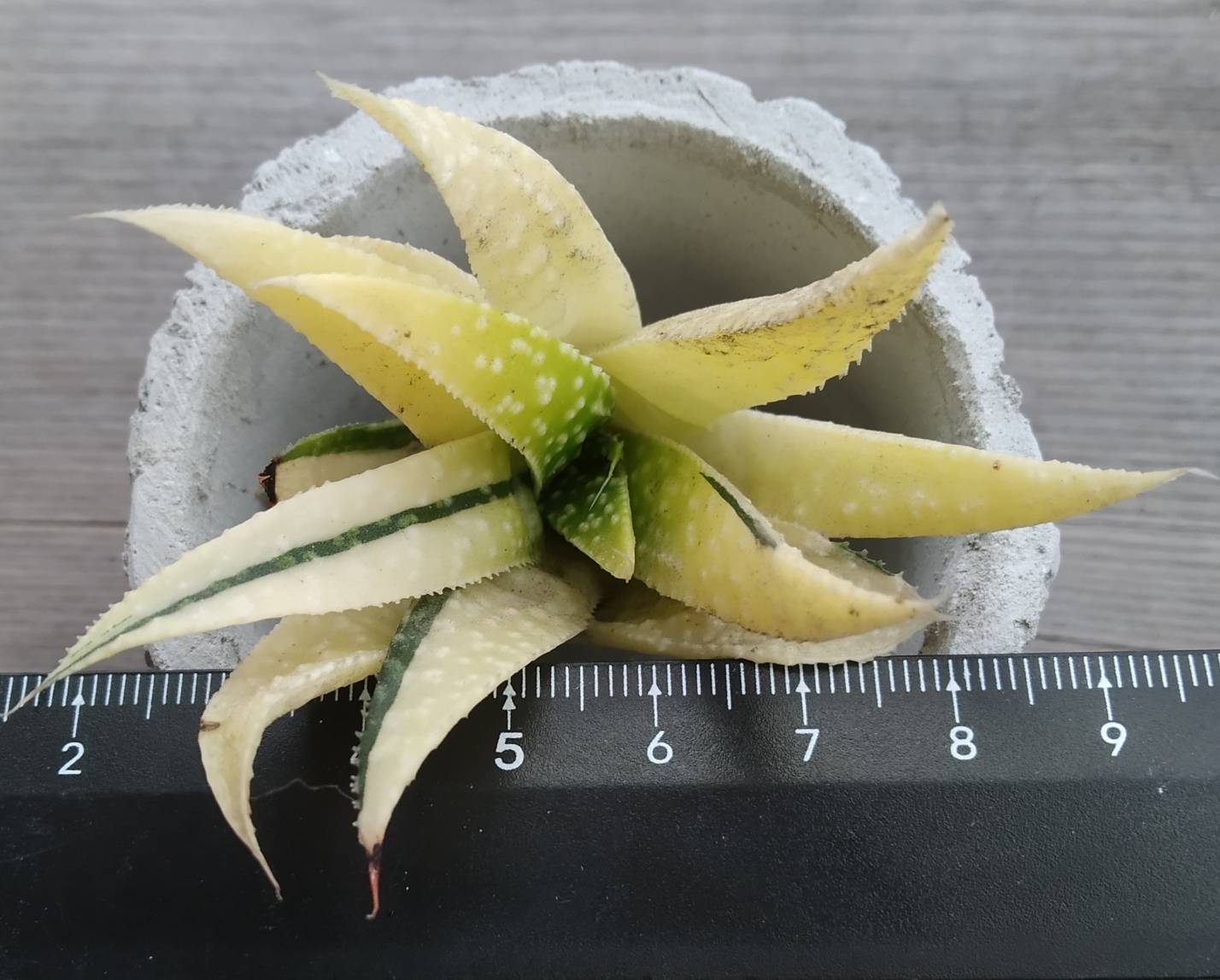 波露錦