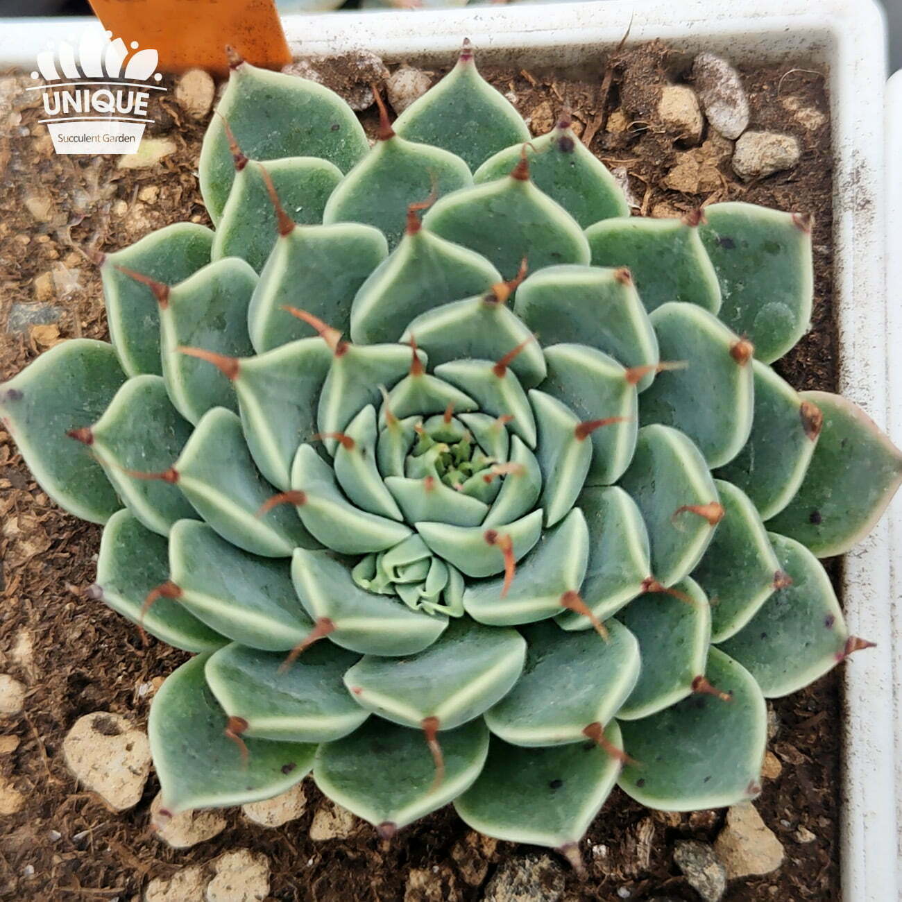 CR054-菊日黑爪-03-dd6da50a