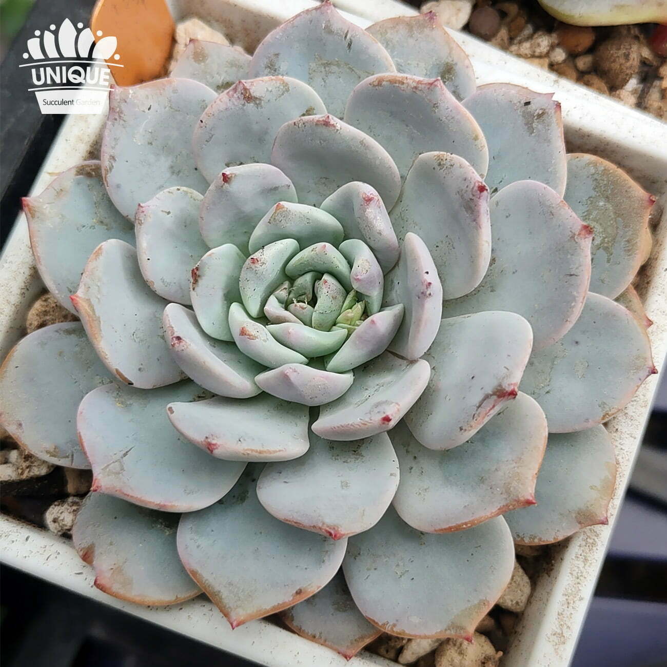 荷菲娜