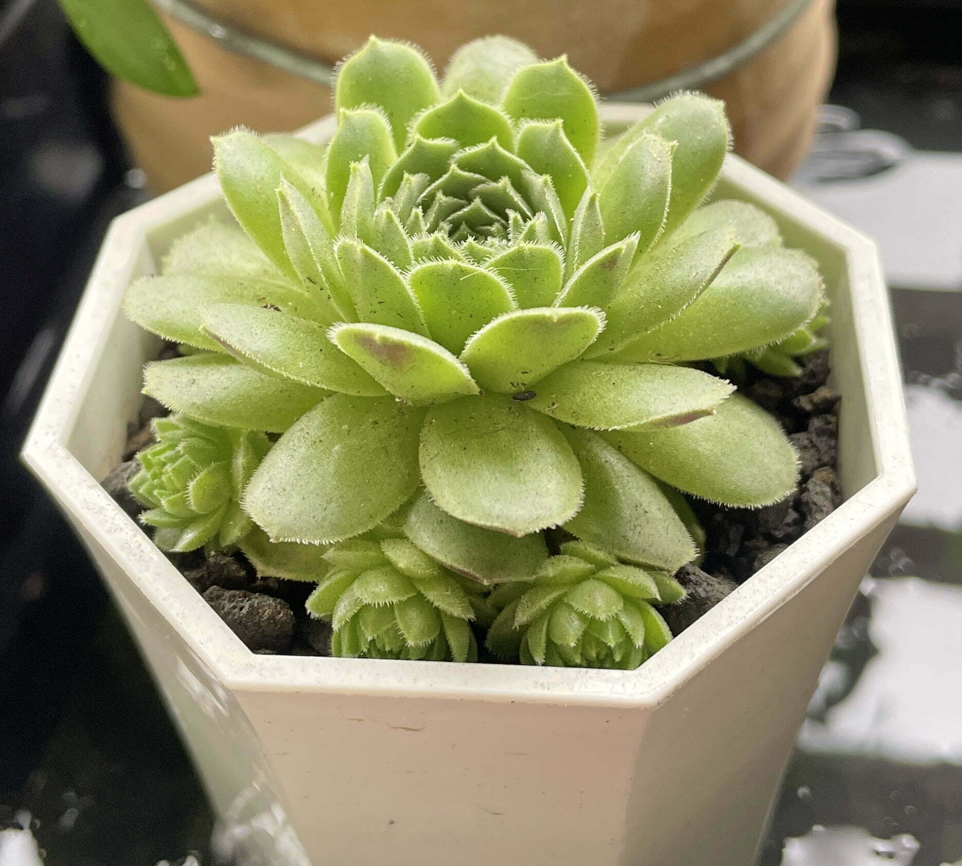 草莓卷絹