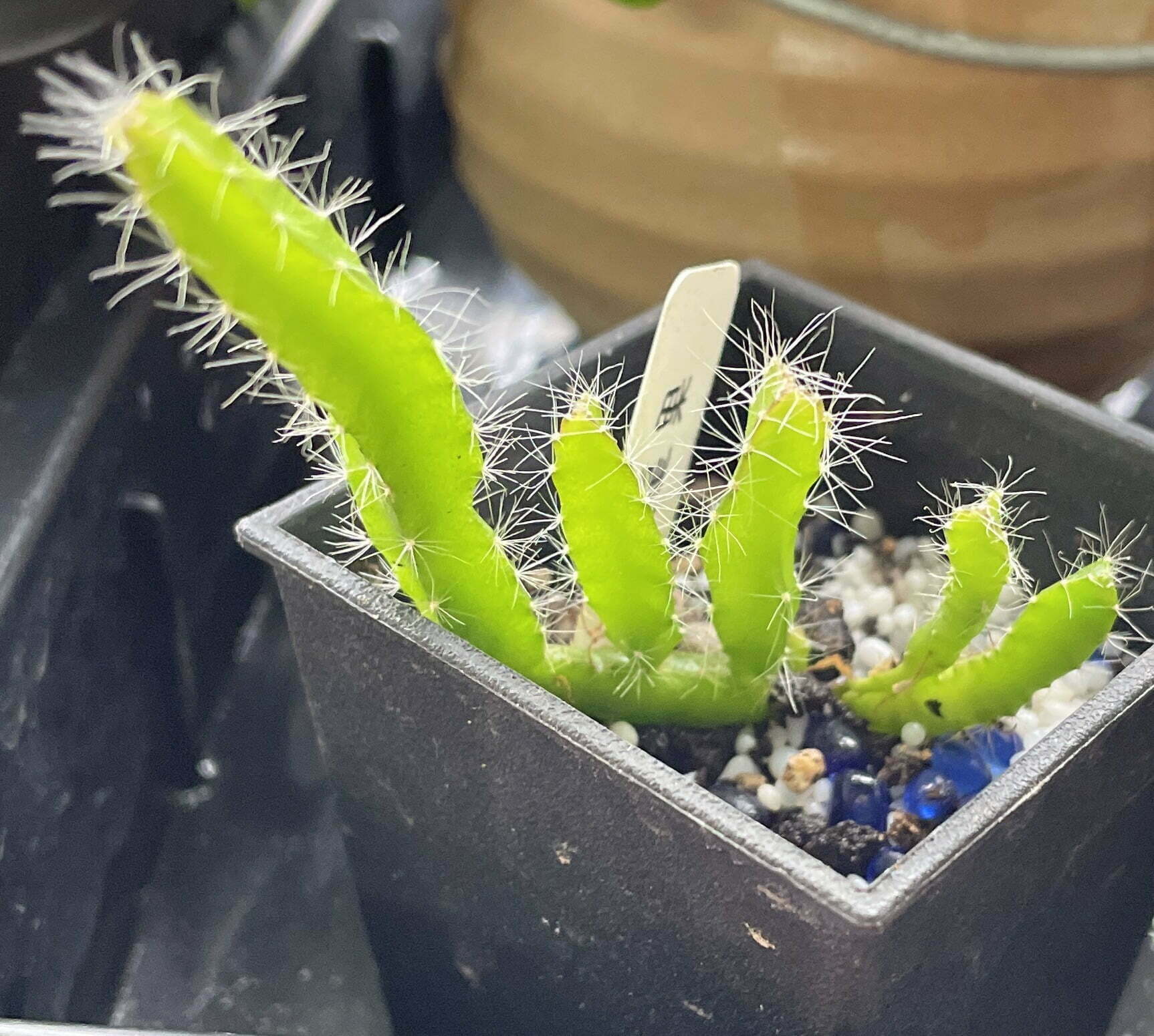 火龍果