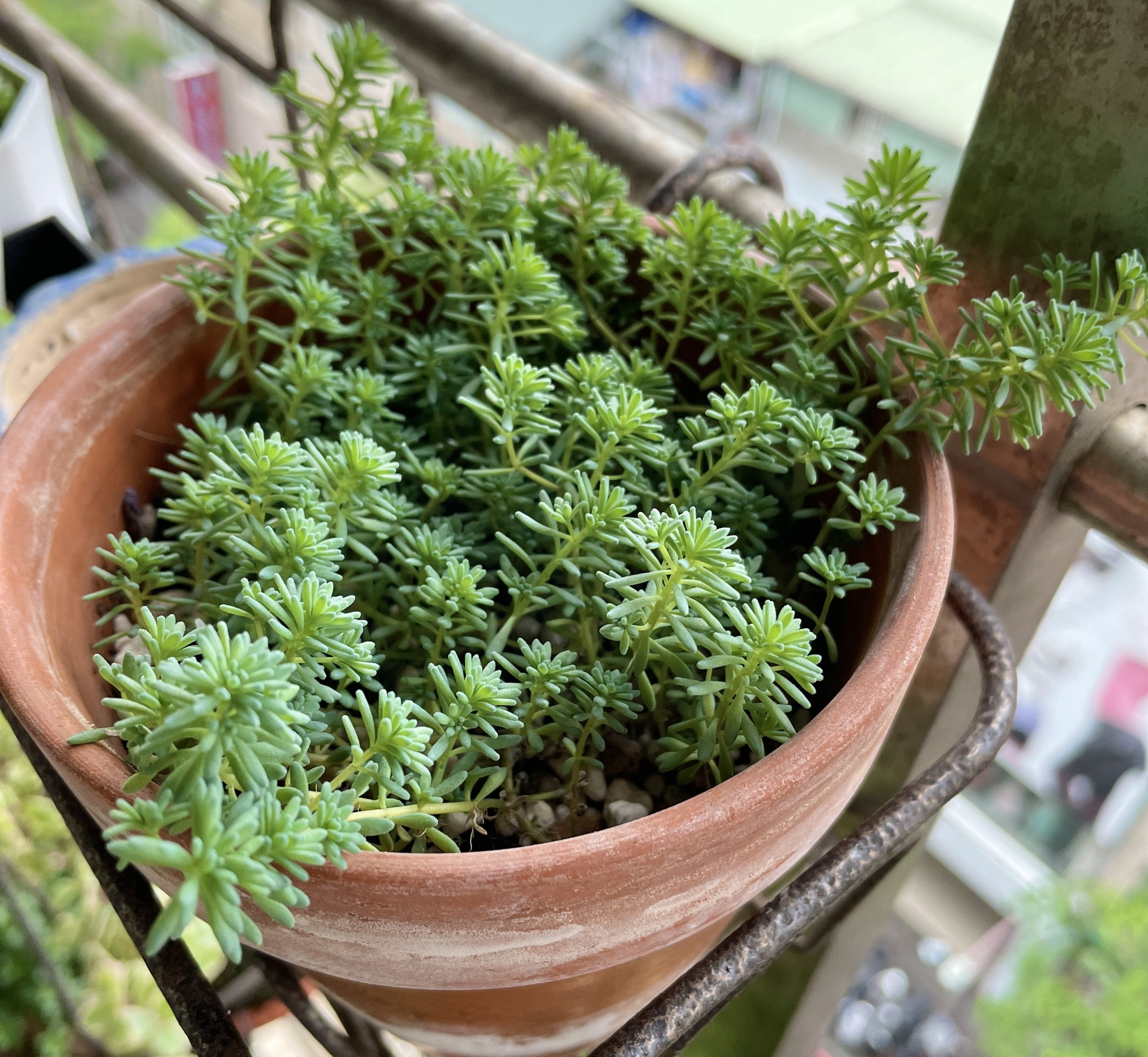 萬年薄雪草