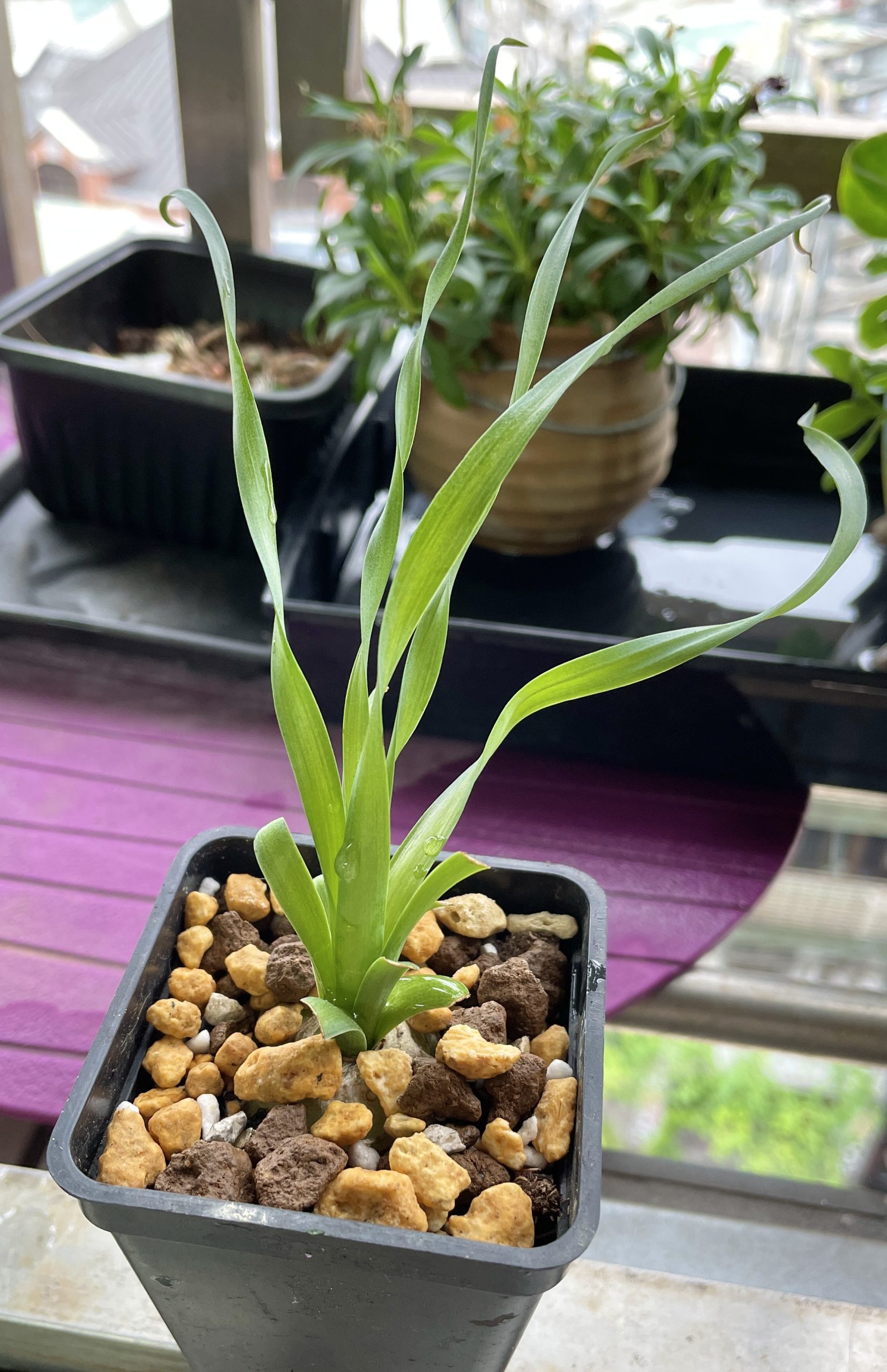 寬葉彈簧草