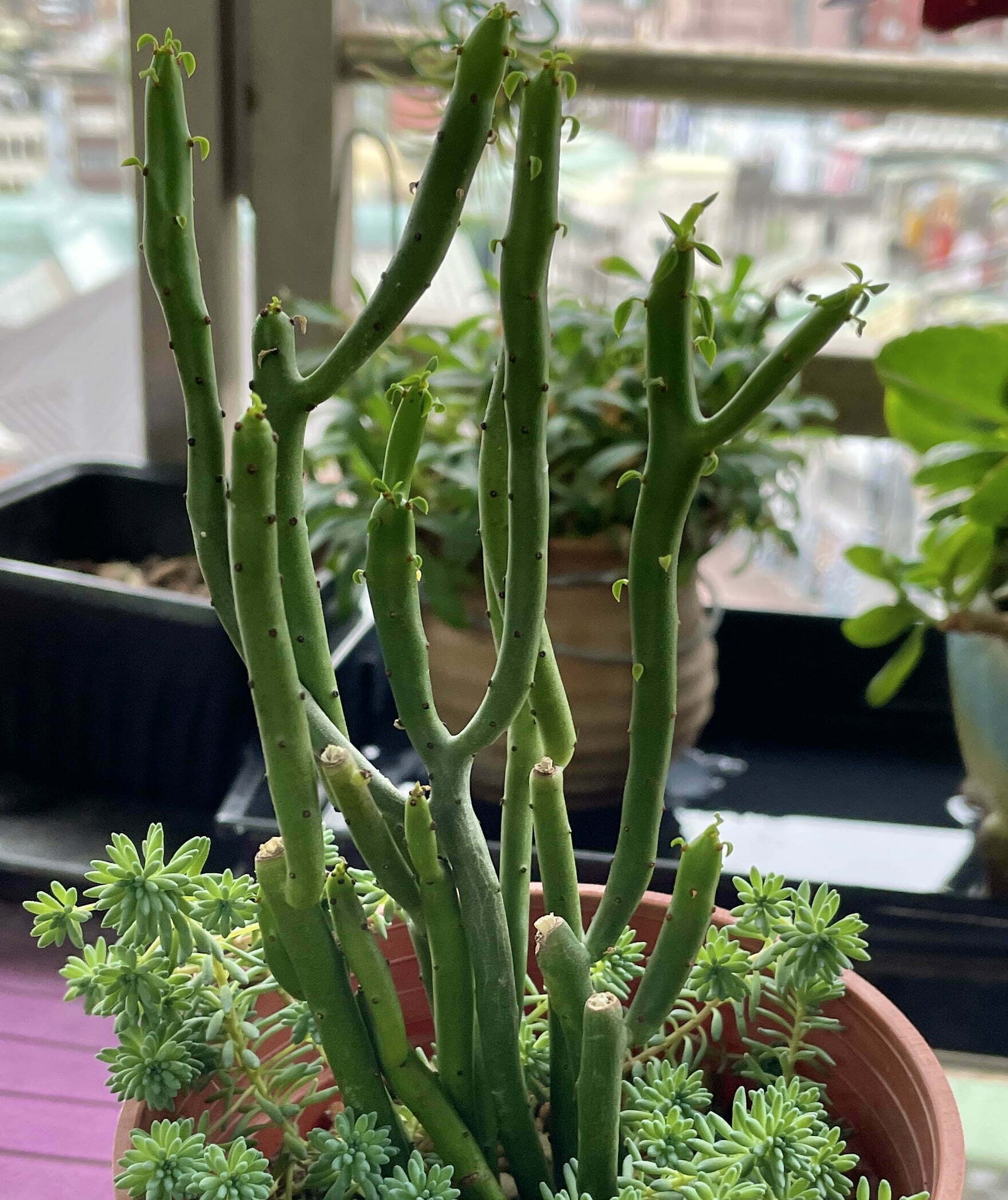 大戟珊瑚