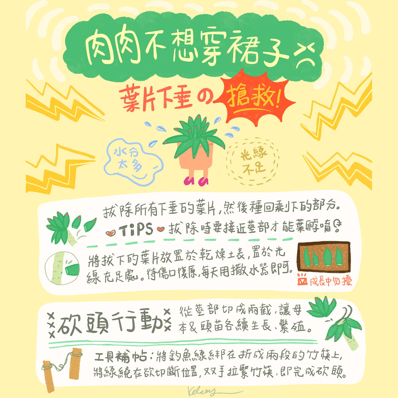 搶救葉片下垂的肉肉!!