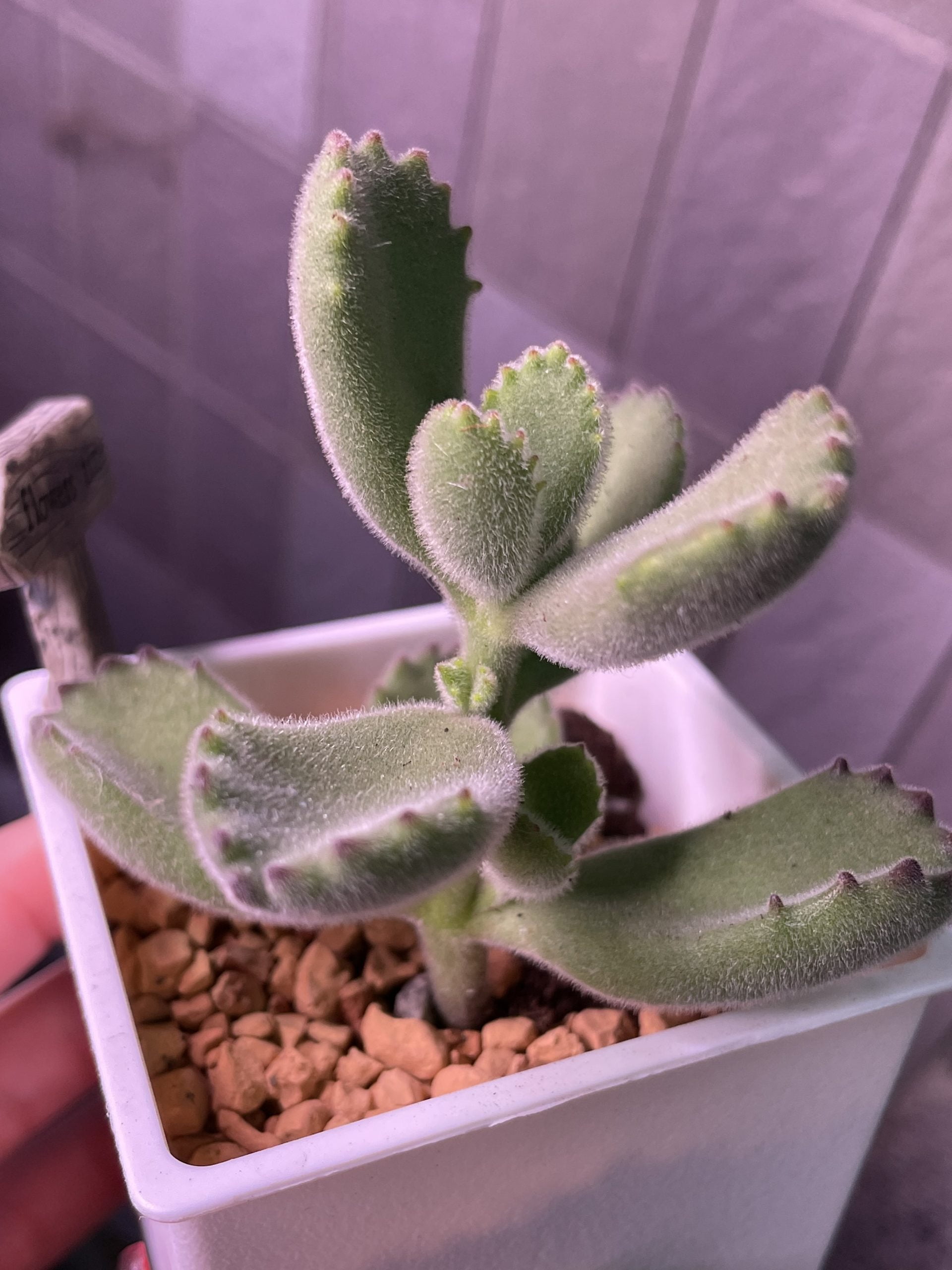 熊童子