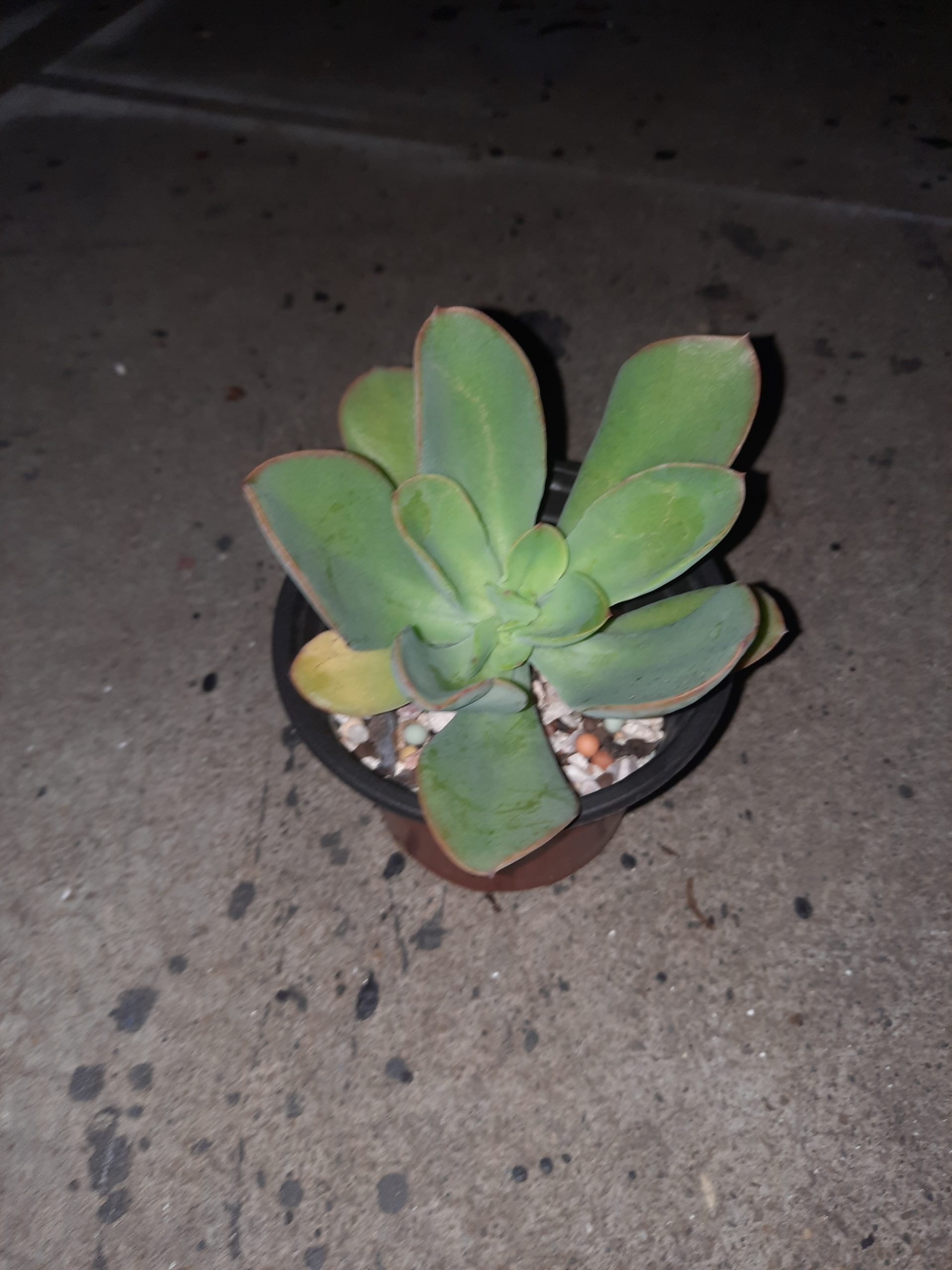 綠霓