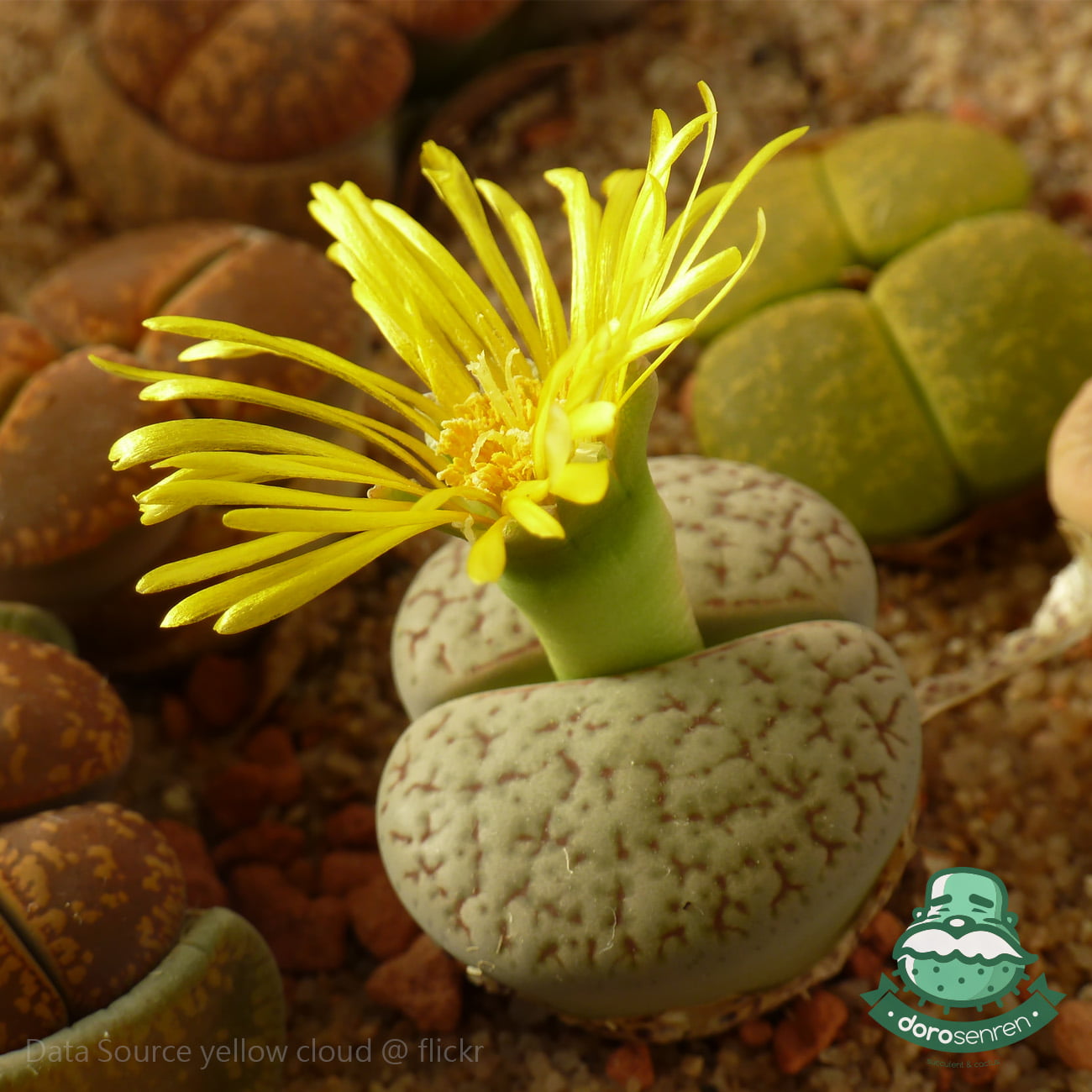 石頭玉 石生花 屁屁